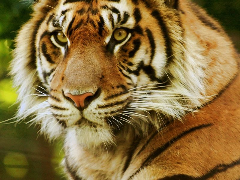 Download Wallpaper 800x600 Tiger, Face, Predator, Eyes Pocket Pc, Pda 