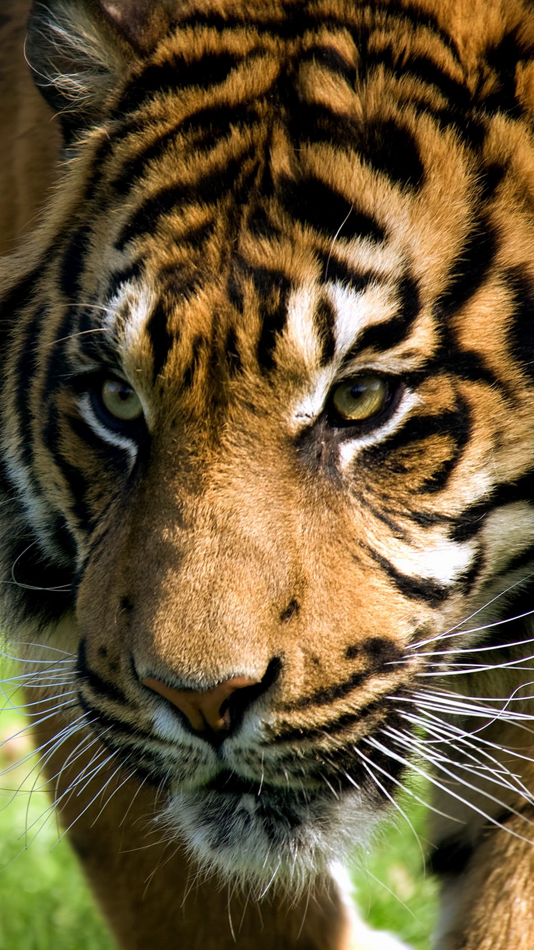 download-wallpaper-1080x1920-tiger-face-predator-striped-big-cat