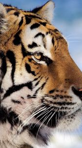 Preview wallpaper tiger, face, profile, striped, big cat