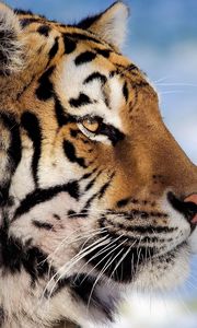 Preview wallpaper tiger, face, profile, striped, big cat