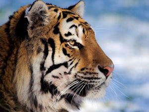 Preview wallpaper tiger, face, profile, striped, big cat