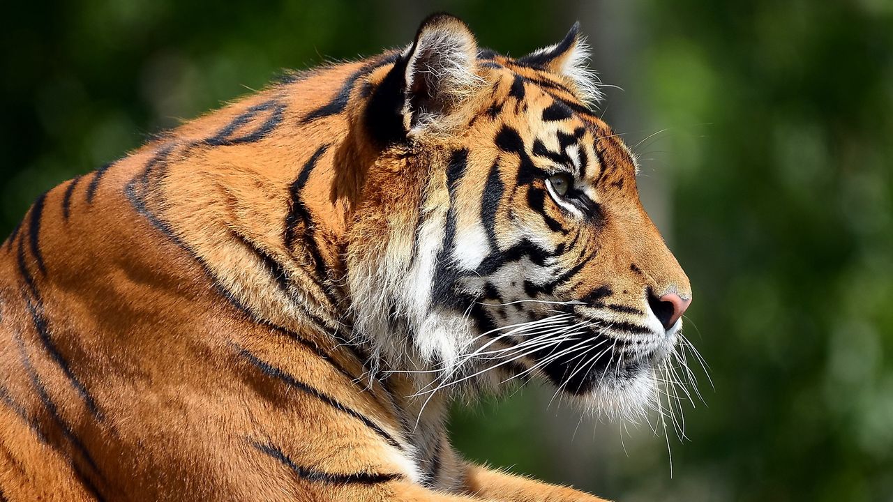 Wallpaper tiger, face, profile, paws, predator