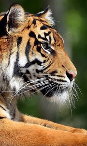 Preview wallpaper tiger, face, profile, paws, predator