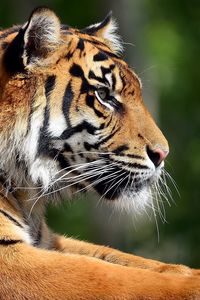 Preview wallpaper tiger, face, profile, paws, predator
