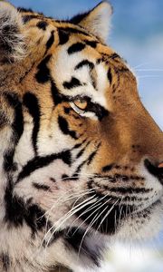 Preview wallpaper tiger, face, profile