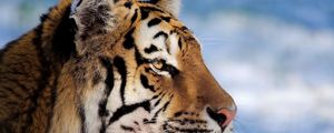 Preview wallpaper tiger, face, profile