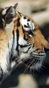 Preview wallpaper tiger, face, profile, lie, predator