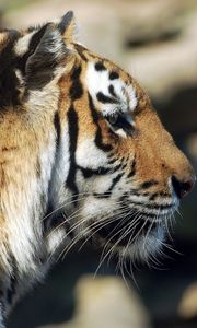 Preview wallpaper tiger, face, profile, lie, predator