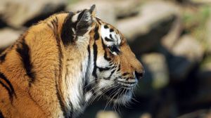Preview wallpaper tiger, face, profile, lie, predator