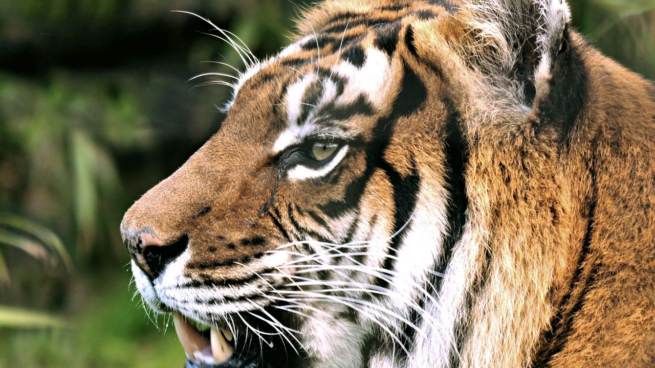 Wallpaper tiger, face, profile, teeth