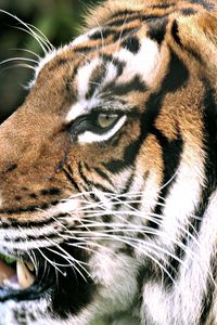 Preview wallpaper tiger, face, profile, teeth