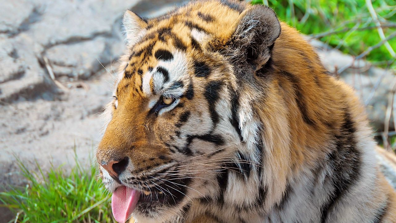 Wallpaper tiger, face, protruding tongue, striped, predator