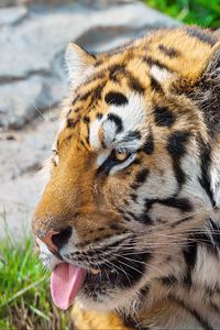 Preview wallpaper tiger, face, protruding tongue, striped, predator