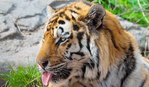 Preview wallpaper tiger, face, protruding tongue, striped, predator