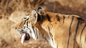 Preview wallpaper tiger, face, protruding tongue, striped