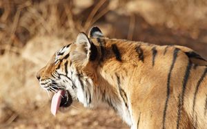Preview wallpaper tiger, face, protruding tongue, striped