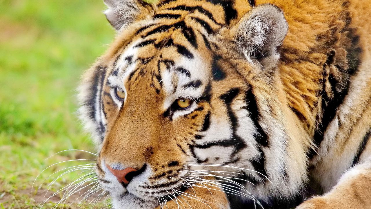 Wallpaper tiger, face, rest, predator