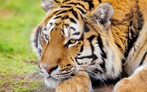 Preview wallpaper tiger, face, rest, predator