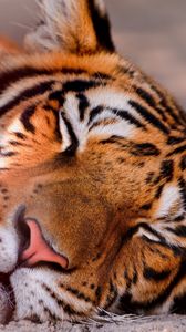 Preview wallpaper tiger, face, sleeping, close up