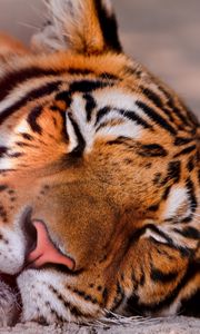 Preview wallpaper tiger, face, sleeping, close up