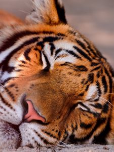 Preview wallpaper tiger, face, sleeping, close up