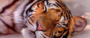 Preview wallpaper tiger, face, sleeping, close up