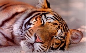 Preview wallpaper tiger, face, sleeping, close up