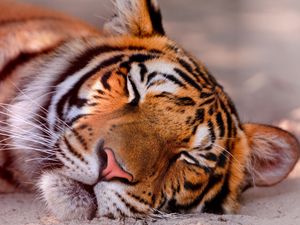 Preview wallpaper tiger, face, sleeping, close up