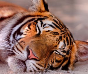 Preview wallpaper tiger, face, sleeping, close up
