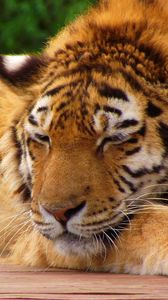 Preview wallpaper tiger, face, sleeping, lying, big cat