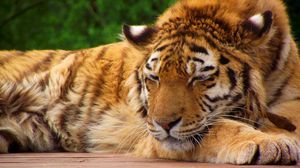 Preview wallpaper tiger, face, sleeping, lying, big cat