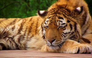 Preview wallpaper tiger, face, sleeping, lying, big cat