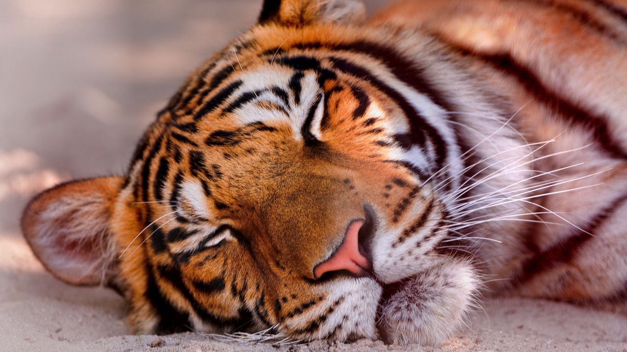 Wallpaper tiger, face, sleeping, big cat