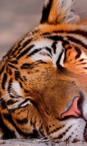 Preview wallpaper tiger, face, sleeping, big cat