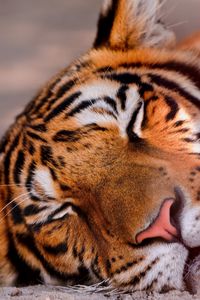 Preview wallpaper tiger, face, sleeping, big cat