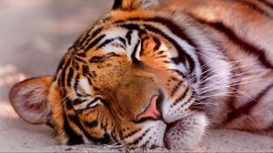 Preview wallpaper tiger, face, sleeping, big cat