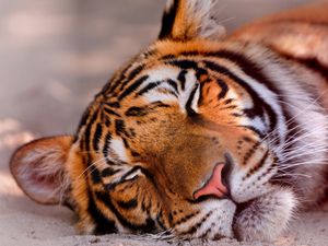 Preview wallpaper tiger, face, sleeping, big cat