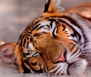 Preview wallpaper tiger, face, sleeping, big cat