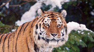 Preview wallpaper tiger, face, snow, trees