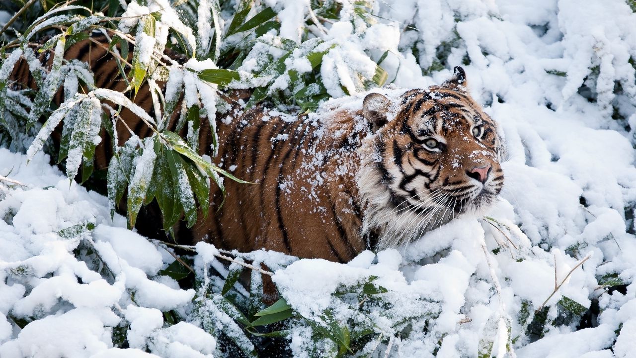 Wallpaper tiger, face, snow, climbing