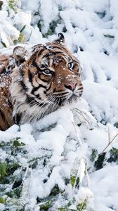 Preview wallpaper tiger, face, snow, climbing