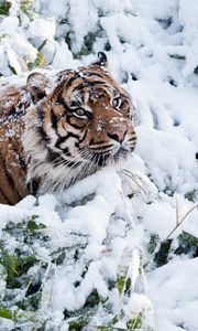 Preview wallpaper tiger, face, snow, climbing