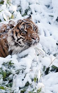 Preview wallpaper tiger, face, snow, climbing