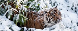 Preview wallpaper tiger, face, snow, climbing