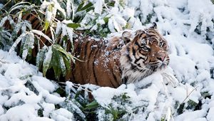 Preview wallpaper tiger, face, snow, climbing