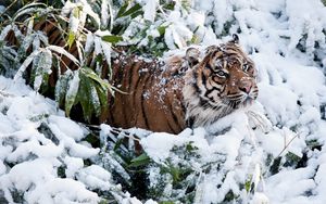 Preview wallpaper tiger, face, snow, climbing