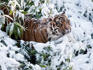 Preview wallpaper tiger, face, snow, climbing