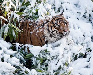 Preview wallpaper tiger, face, snow, climbing