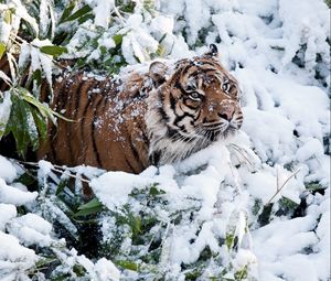Preview wallpaper tiger, face, snow, climbing
