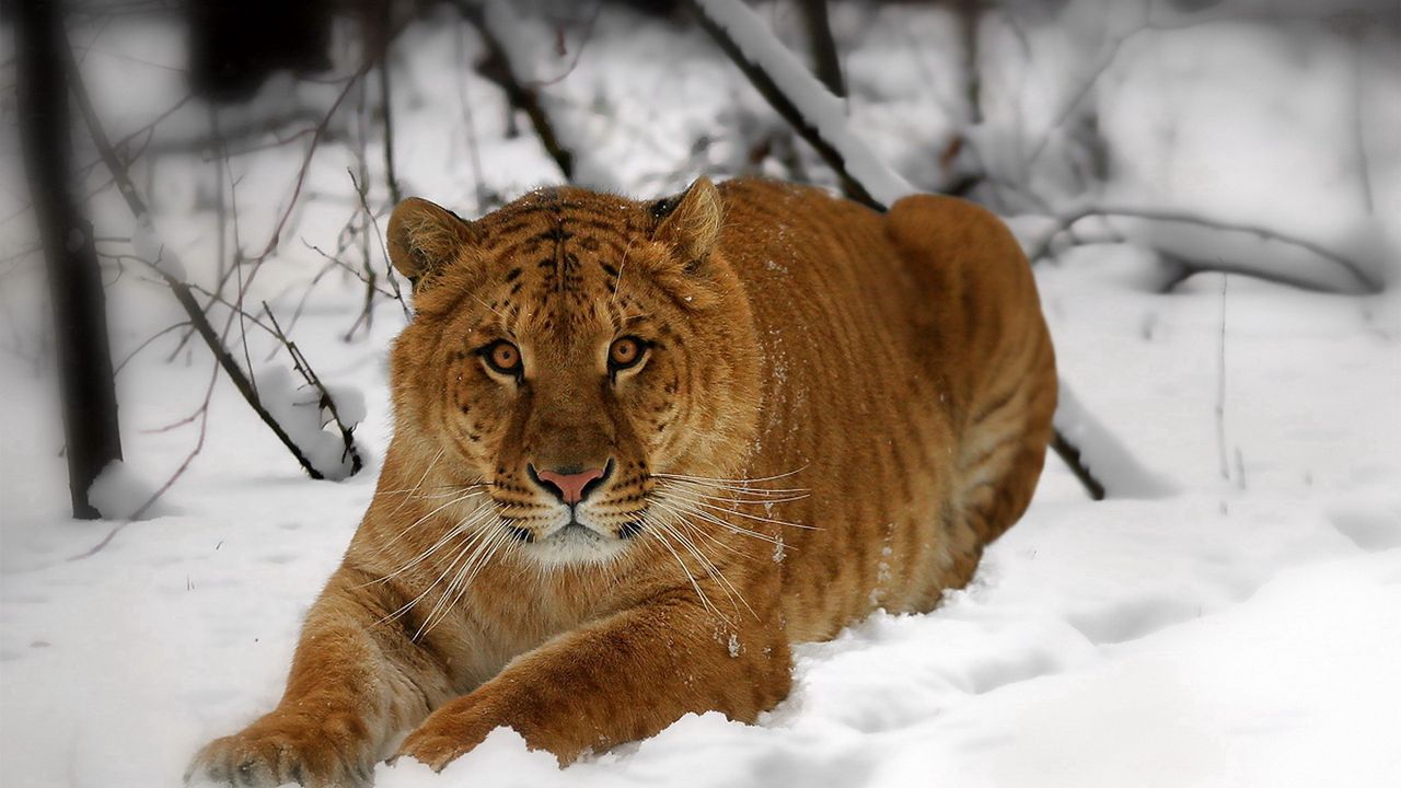 Wallpaper tiger, face, snow, down, predator
